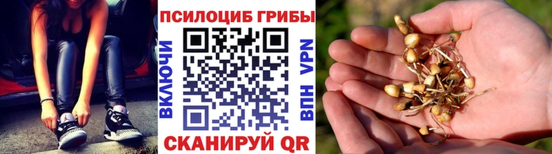 сколько стоит  Киселёвск  Псилоцибиновые грибы прущие грибы 